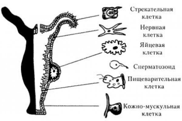 Кракен сайт сегодня